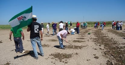 Los jornaleros del SAT plantan melones, sandías y tomates en Las Turquillas horas antes de ser desalojados ayer por la Guardia Civil.
