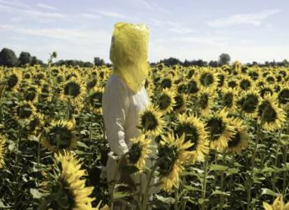 Gelbe Musik with Sunflowers, 2016