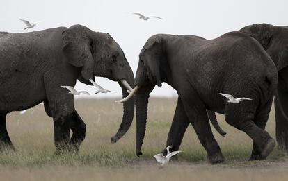 Elephants play in Amboseli National park, Kenya, February 10, 2016. REUTERS/Goran Tomasevic