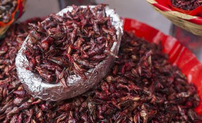 Chapulines en Oaxaca, México. 