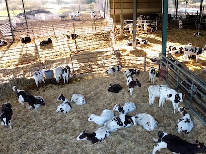 Instalaciones de la granja Cabo Gómez en Talavera (Toledo).