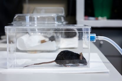 One of the rats with which the effects of alcoholism on the brain are studied at the Institute of Neurosciences (CSIC - UMH), in Sant Joan (Alicante). 