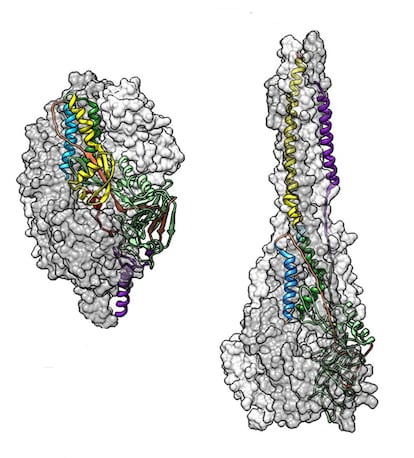 Estructura de la proteína F del virus respiratorio sincitial antes de entrar en una célula humana, a la izquierda, y después.