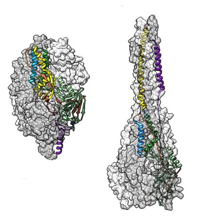 Structure of the F protein of respiratory syncytial virus before entering a human cell (l) and after (r).