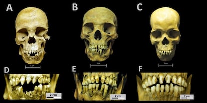 Los cráneos de los individuos analizados por los investigadores.