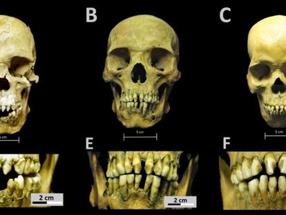 Los cráneos de los individuos analizados por los investigadores.