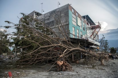 Un arbol arrancado por el paso del tsunami, debajo de un edificio, en Palu.