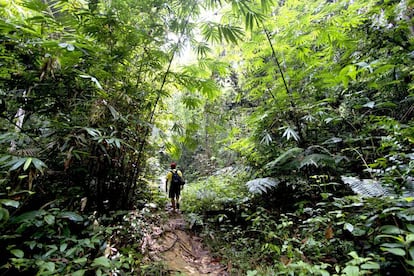 Senderismo por el bosque húmedo.