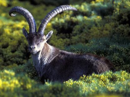 A male ibex in the Gredos mountains, in &Aacute;vila province, west of Madrid.