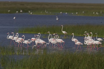 Doñana consists of a maze of waterways that wind through the provinces of Huelva, Seville and Cadiz. Besides the pines, virginal white sand beaches, spectacular cliffs and a complex of lakes that offers thousands of birds shelter, there are the incredible shifting dunes between Matalascañas and the mouth of the Guadalquivir, as well as the fossilized dune, Asperillo, more than 30m tall.