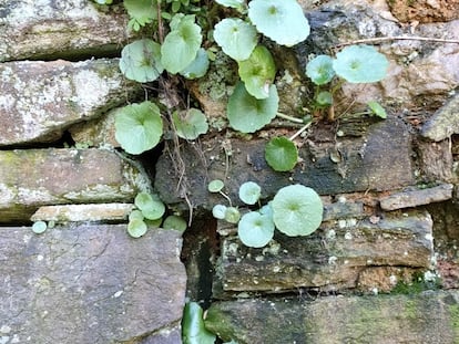 Ombligo de venus crecido en un muro.