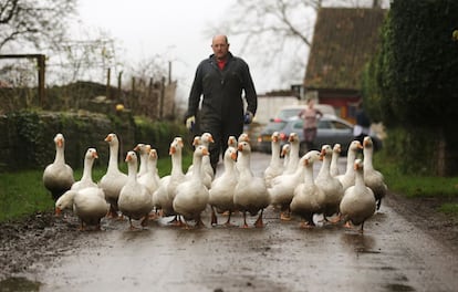 Harvey Maunder conduce a su parvada de gansos por un camino en la aldea de Kingsweston, cerca de Somerton, en Inglaterra. Se espera un incremento de ventas de este ave en estas navidades.