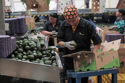 Trabajadores empaquetan aguacates para su exportacin a Estados Unidos en Peribn (Mxico).