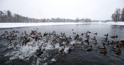 EUna bandada de patos nadan en un lago en el parque de Catarina, en las afueras de San Petersburgo (Rusia).