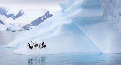 Unos pingüinos en la Antártida.
