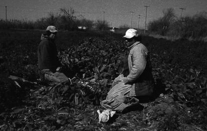 Una propuesta del Instituto Nacional de Tecnología Agropecuaria en defensa del cinturón verde solicitaba la suspensión urgente de los convenios urbanísticos que permiten la reclasificación de los lotes de rurales a residenciales o industriales sin límite alguno. Esta era una entre las diez medidas para preservar las 3.000 hectáreas productivas que existen en la ciudad. La propuesta solicitaba la declaración de los cultivos y las zonas no urbanizadas como zonas de protección rural, además de la generación de un banco de tierras municipales para la producción rural, algo que también brinda soluciones a algunos de los problemas habitacionales y laborales de la provincia. Sin embargo, el informe fue ignorado por las autoridades. A la derecha en la fotografía, Hugo Rosatti, quien se niega a vender su quinta de tres hectáreas, cosechando acelgas con su ayudante Juan en Chacras de la Merced.