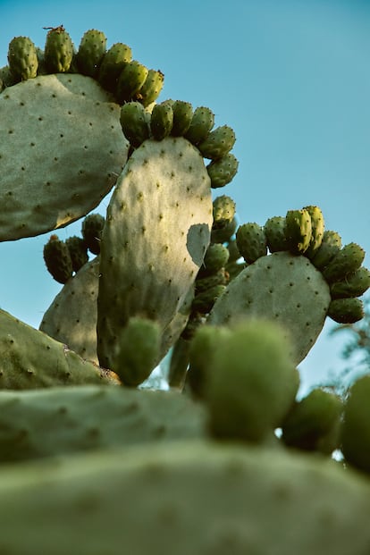 Chumberas, madreselva, romero, tomillo y alcaparras completan la vegetación del olivar.