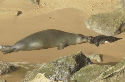 Sofía, la primera foca monje nacida en playa abierta en la colonia de cabo Blanco, junto a su madre.
