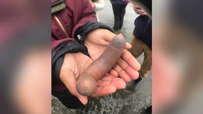 Un 'Urechis caupo' encontrado el pasado junio en la bahía Bodega, California.