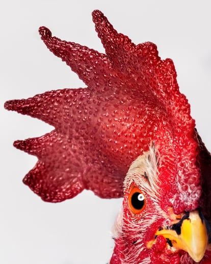 Gallo doméstico ('Galllus gallus').
