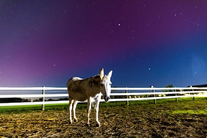 El burro Waldo observa la aurora boreal en el Centro de Equitación Terapéutica TEAD cerca de Hamilton, Ontario, Canadá, este 10 de octubre.