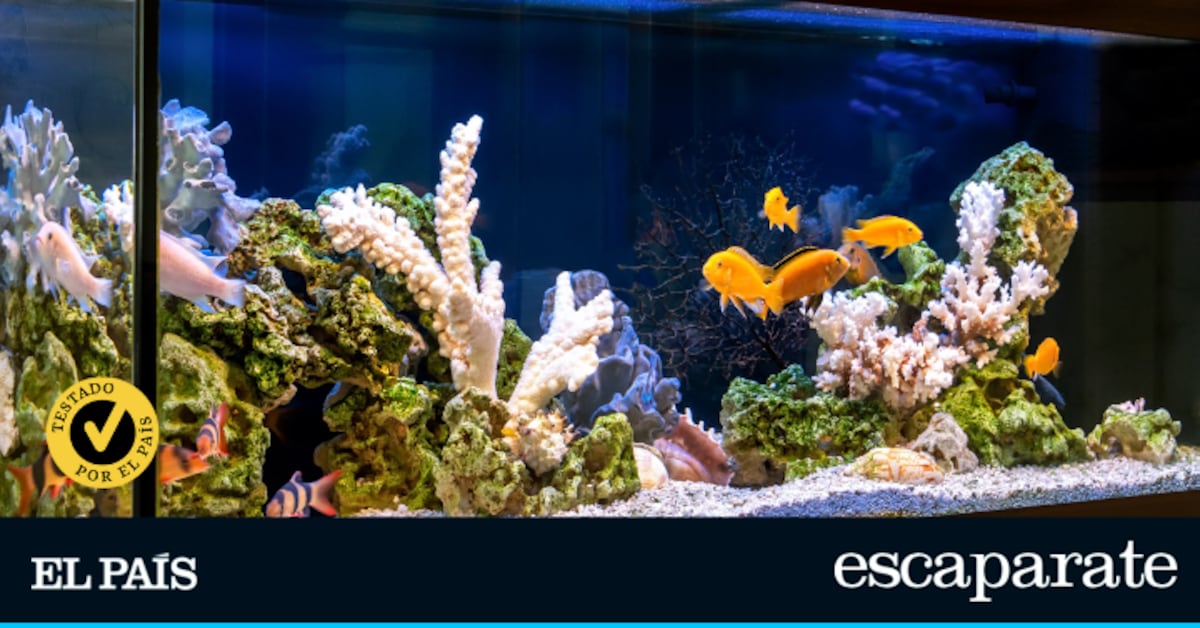 Presume de acuario con uno de estos modelos ideales para empezar: he probado los mejores