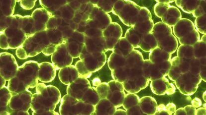 Representación de un cúmulo de bacterias.