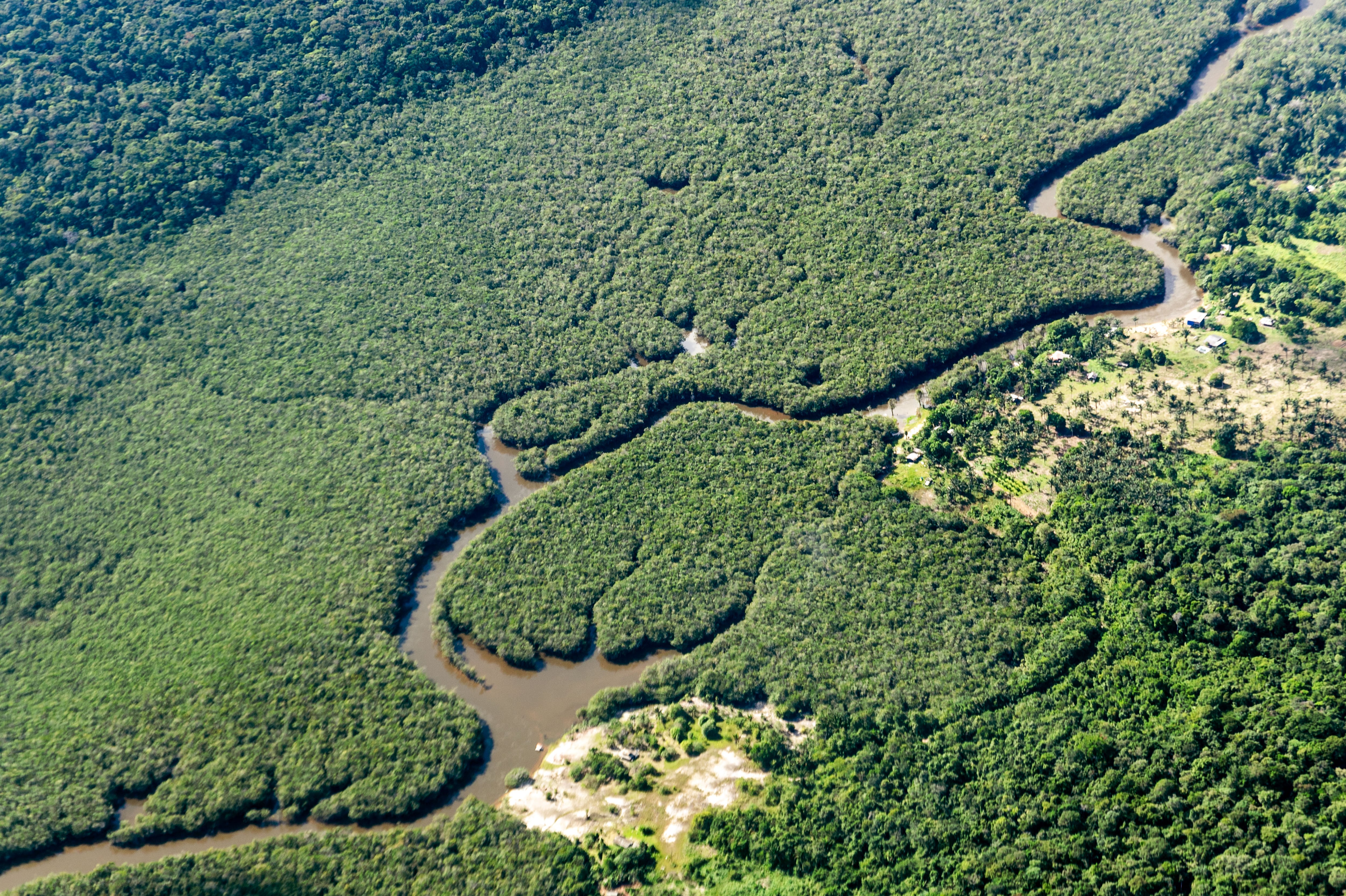 Ser selva, la verdadera salida ante la crisis climática