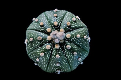 Planta de peyote.