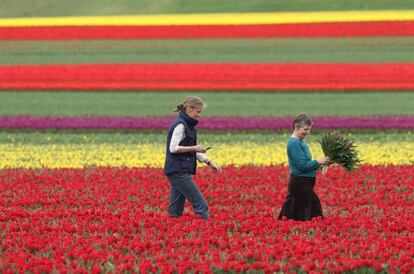 Dos mujeres recogen tulipanes en Alemania.