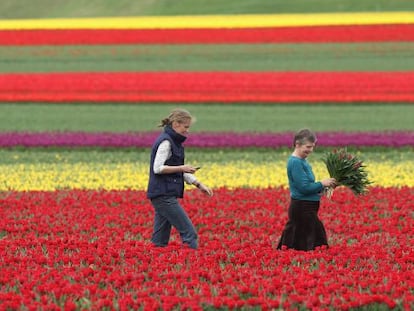 Dos mujeres recogen tulipanes en Alemania. 