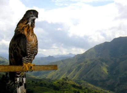 Un halcón en lo alto de una de las cumbres de Sulawesi