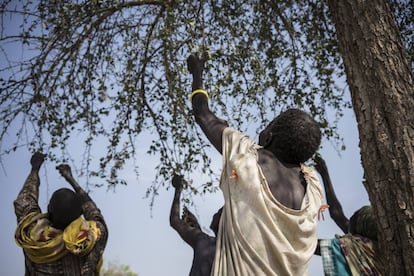 Unas mujeres recogen hojas de un &aacute;rbol para cocinarlas en Apada (Sud&aacute;n del Sur).