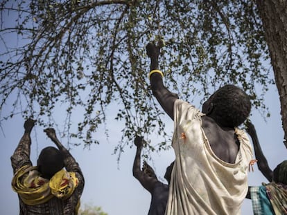 Unas mujeres recogen hojas de un &aacute;rbol para cocinarlas en Apada (Sud&aacute;n del Sur).