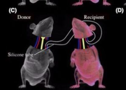 Modelo desarrollado por el investigador Xiaoping Ren en ratones para evitar la muerte por isquemia durante el trasplante de cabeza.