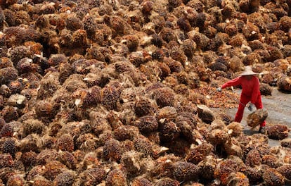 Un hombre trabaja en una factoría de aceite de palma en Sepang, a la afueras de Kuala Lampur. El precio de la palma ha alcanzado un máximo histórico (1.088 dólares la tonelada) debido al aumento de la demanda por los biocombustibles.