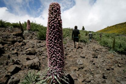 Un tajinaste rosado, endémico de La Palma, en la Caldera de Taburiente.