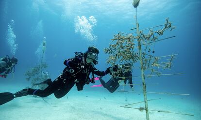 Vivero de corales submarino de Bayahíbe, en la República Dominicana.
