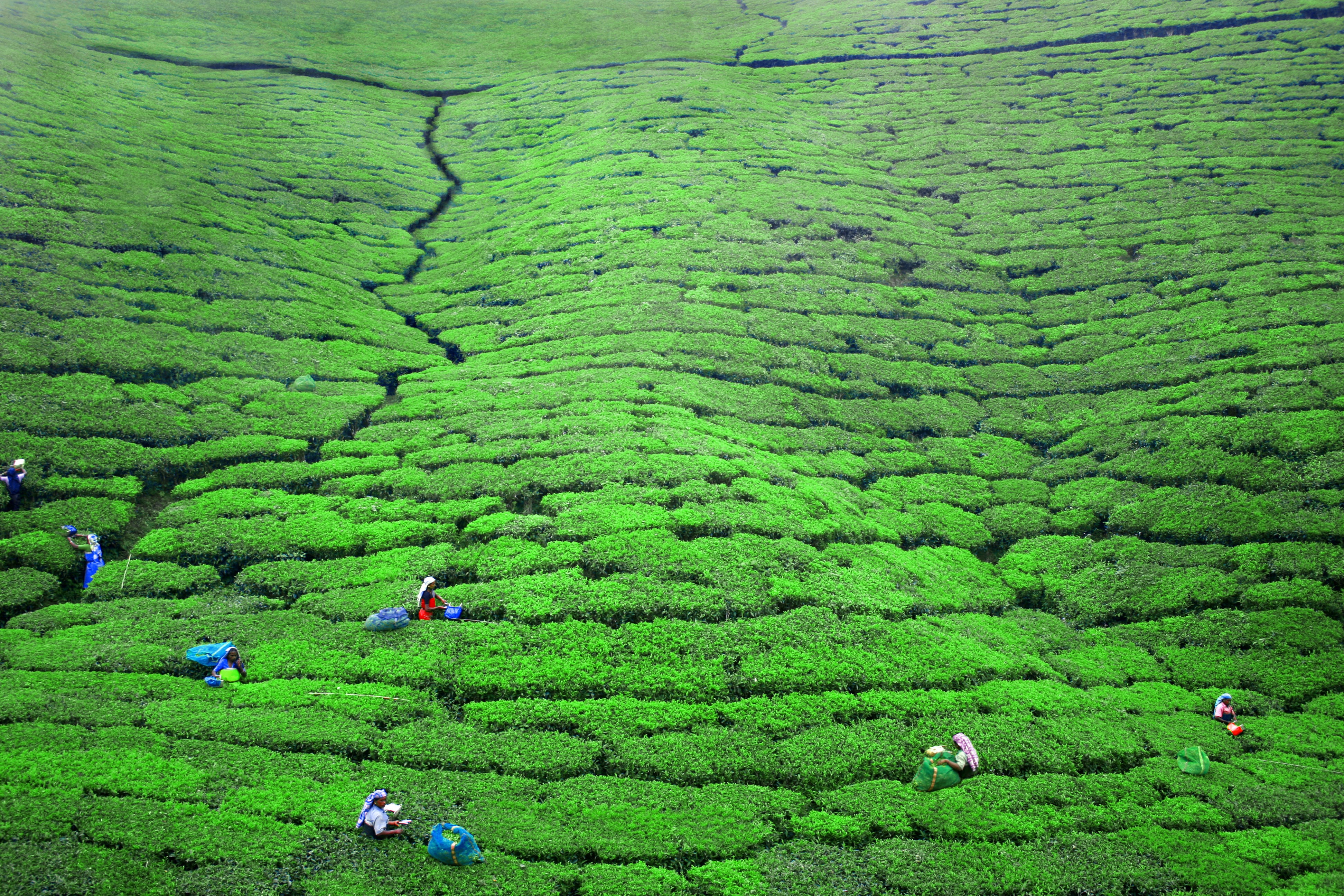 Ella, el paraíso verde en Sri Lanka