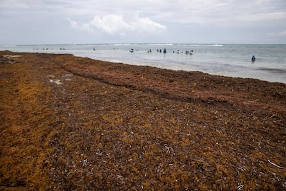 Los turistas buscan pequeños espacios en el agua libre de sargazo para poder nadar.