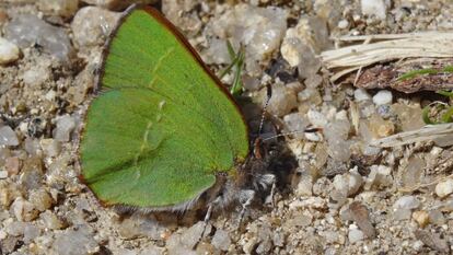 La Callophrys Avis en la falda de la Sierra de Guadarrama.