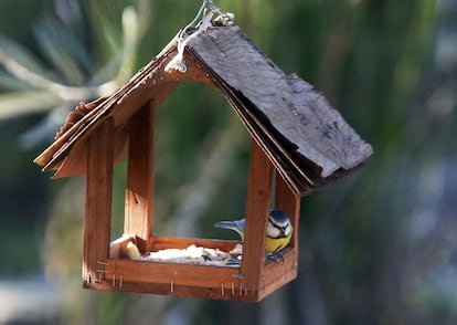 Un herrerillo común, 'Parus caeruleus', se alimenta en un comedero. Es uno de los pájaros de mayor colorido de Europa.