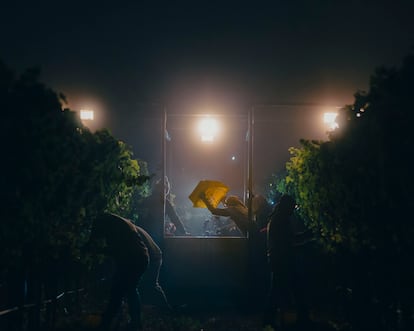 'Pinot Noir a Medianoche'. Trabajo nocturno bajo las luces de un tractor en el viñedo de Sanford & Benedict en Sta. Rita Hills, California.