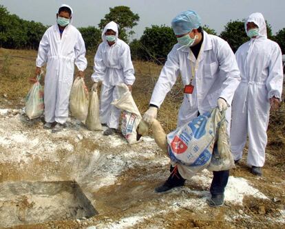 Trabajadores entierran a aves con gripe aviar en 2004, en Guandong, al sur de China.