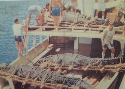 Traslado de 'Gomek' (en primer plano) con otros cocodrilos capturados ('Oscar' y 'Anega') a Marineland, en Australia. Mirando a la cámara, el cazador de cocodrilos George Craig.