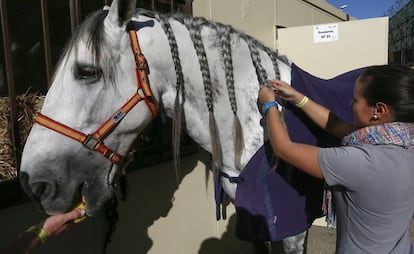 Una joven peina un caballo para preparar su participación en el Salón Internacional del Caballo (SICAB).
