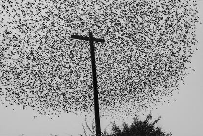 'Pájaros en el poste', en la carretera a Guanajuato. México, 1990.