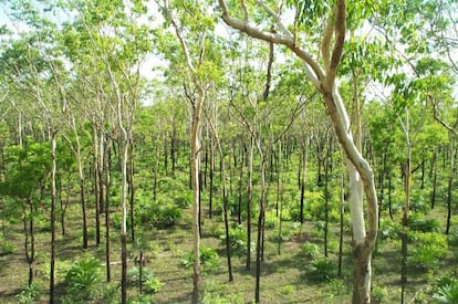 La sabana australiana (en la imagen), de África y el Cerrado amazónico están reverdeciendo, compensando la deforestación de la selva tropical.