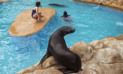 Dos usuarias del parque nadan con los leones marinos de la Reserva del Castillo de las Guardas