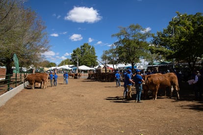 Vista general de la Feria Internacional Ganadera de Zafra, el 30 de septiembre de 2022.